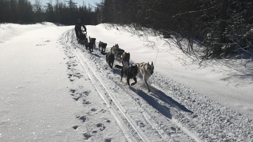 Urban 2024 dog mushing